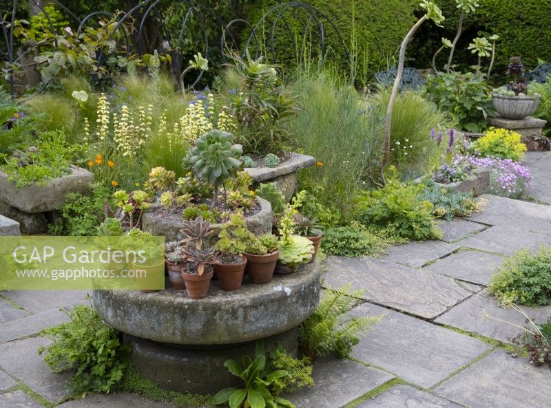 Different varieties of succulents arranged on a circular stone platform in the Paved Garden at York Gate.
