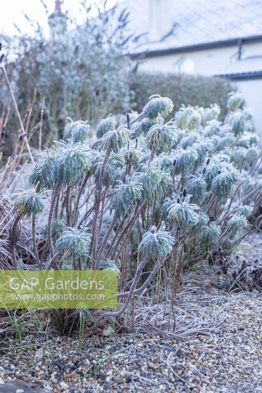 Euphorbias covered in frost