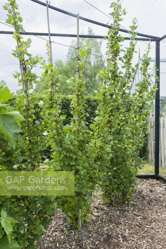 Gooseberries - Ribes uva-crispa - ripening on bushes trained as cordons attached to canes tied to horizontal wires in a fruit cage mulched with bark and wood chippings. June.