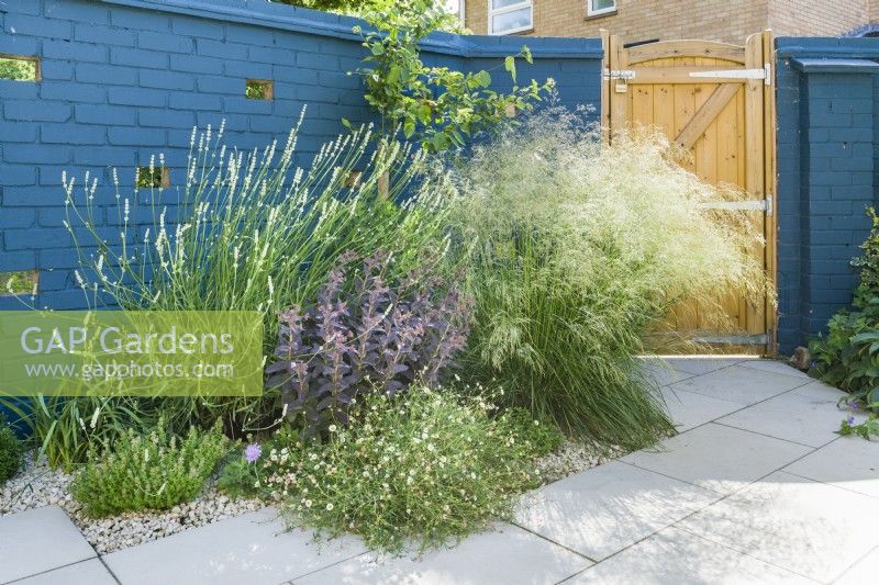 A modern patio garden in summer with brick walls painted blue. The plants have been chosen to encourage insects and include erigeron, thymes, lavender, scabious and sedum. June.