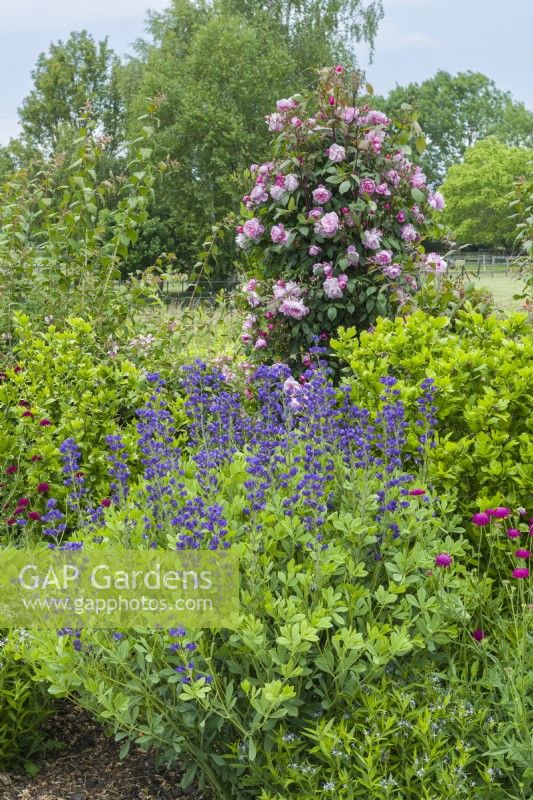 Baptisia australis - blue false indigo in a mixed border with Knautia macedonica - scabious and Rosa 'Mortimer Sackler' syn. Rosa 'Ausorts' and now renamed Rosa 'Mary Delany'. June.