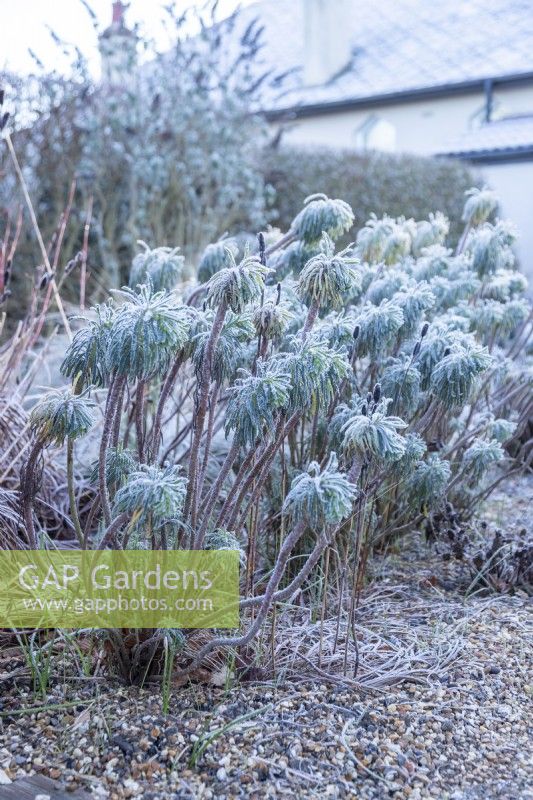 Euphorbia characias subsp. wulfenii - Mediterranean spurge
covered in frost