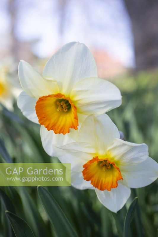 Narcissus Flower Record