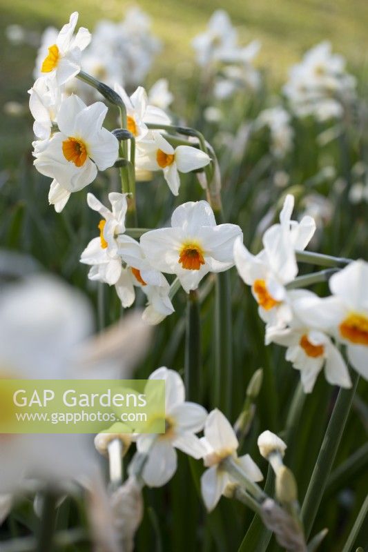 Narcissus Cragford