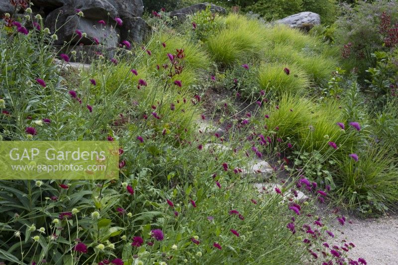 Lilium martagon, Knautia macedonica and Sesleria autumnalis,  around stone steps in Paxton's Rock Garden at Chatsworth House and Garden.