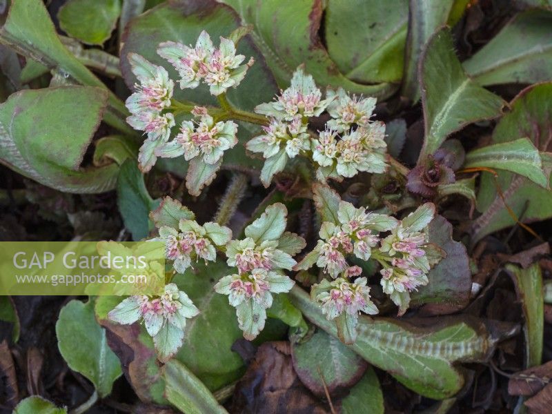 Chrysosplenium macrophyllum in flower mid February Norfolk