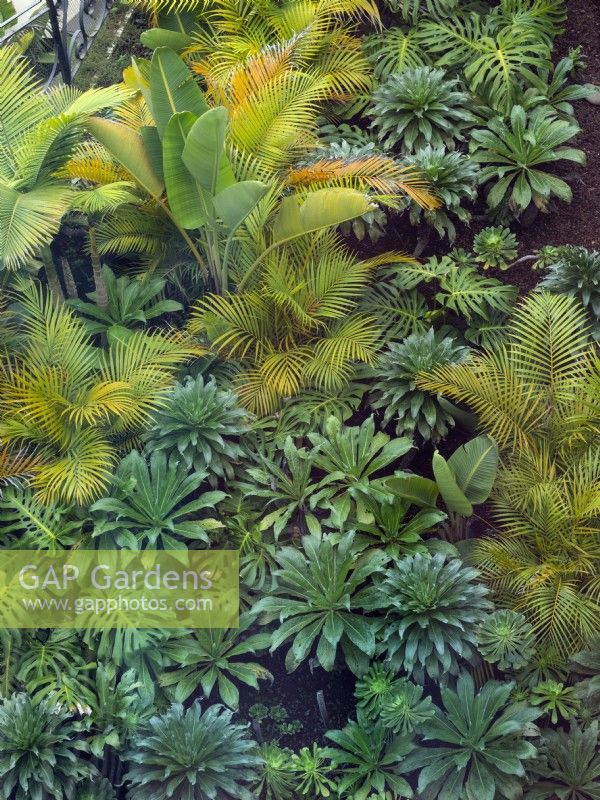 Succulent garden photographed from above February Canary Islands