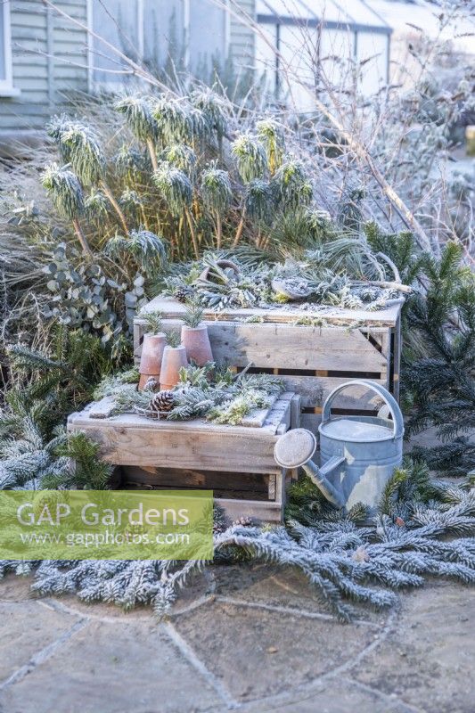 Winter display with Pine branches, pinecones, terracotta pots, snowdrops, watering can and tools