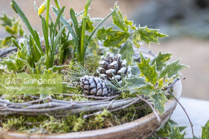 Pinecones in wooden bowl with moss, osmanthus leaves, hazel twigs and daffodils