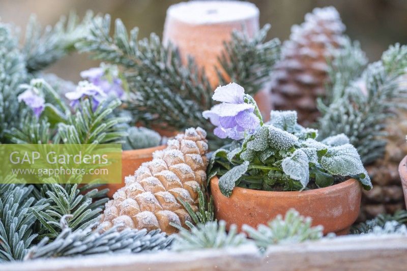 Purple viola in terracotta pot with pinecones and pine sprigs
