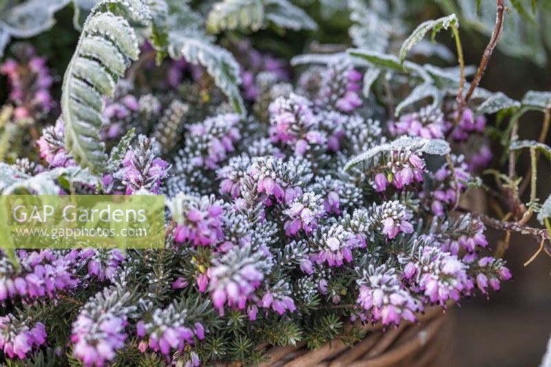 Frosted pink Heather