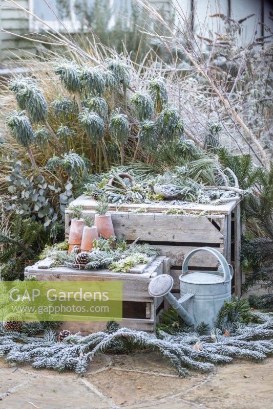 Winter display with Pine branches, pinecones, terracotta pots, snowdrops, watering can amd tools