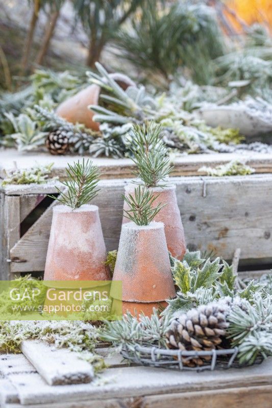 Pine sprigs in terracotta pots with moss, holly sprigs and pinecones