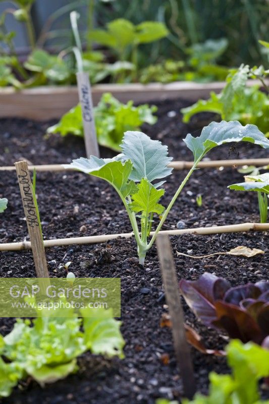 Companion planting in raised vegetable bed with young kohlrabi in focus.