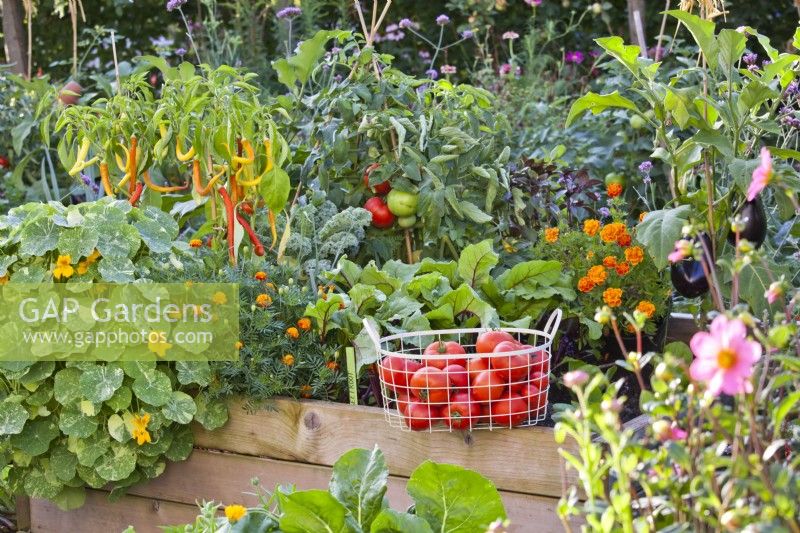 Wire basket with harvested tomatoes on the edge of the raised bed full of growing crops.