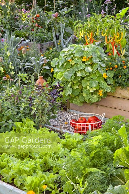 Raised beds with Lactuca ' Gentilina', carrots, nasturtium, peppers, French marigold and Ocimum 'African Blue'.