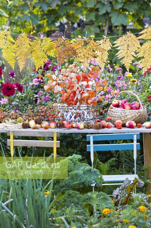 Outdoor table arrangement including basket of harvested apples, bunch of dried honesty and chinese lanterns and chestnuts. Above are autumnal fern leaves hung on to string by pegs.