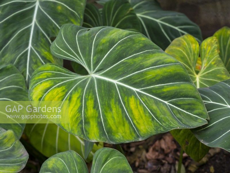 Philodendron gloriosum leaves and foliage