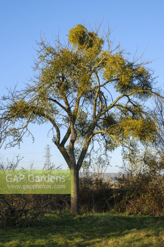 Mistletoe growing in trees in an old orchard in Somerset.