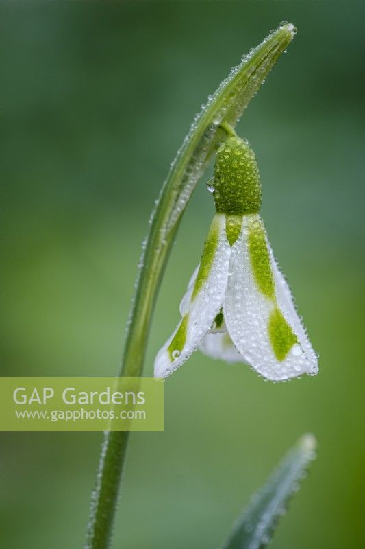 Galanthus 'Phiippe Andre Meyer'