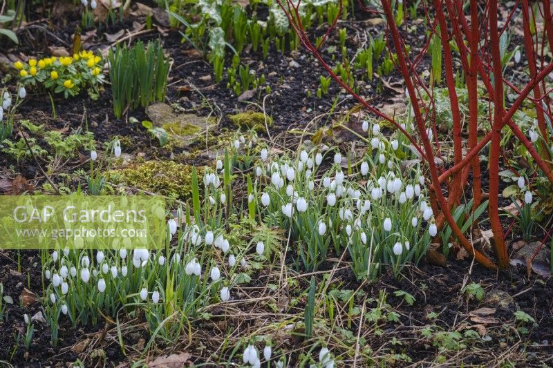 Snowdrops growing beneath Cornus alba 'Sibirica' in winter garden