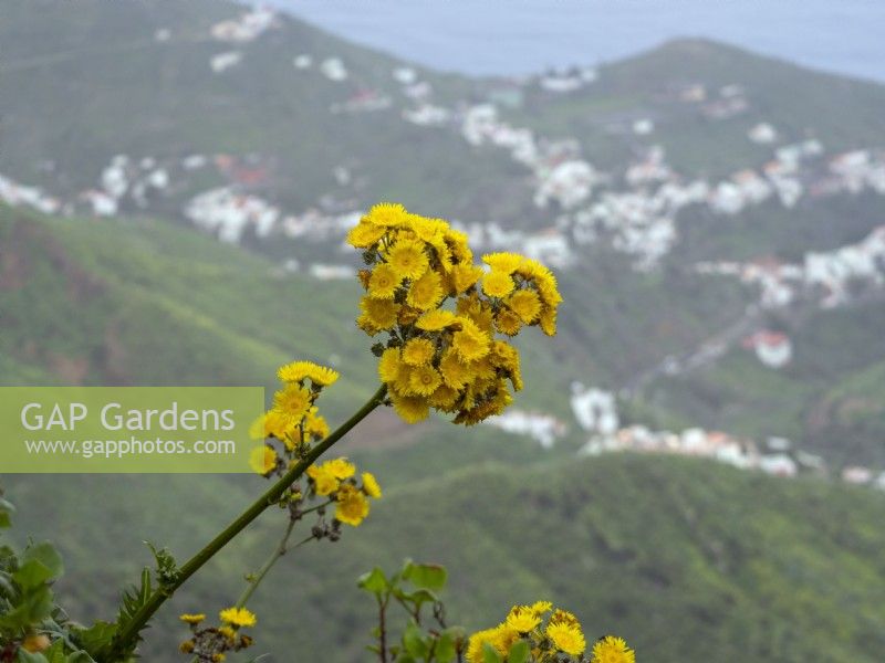 Sonchus congestus in flower February Canary Islands