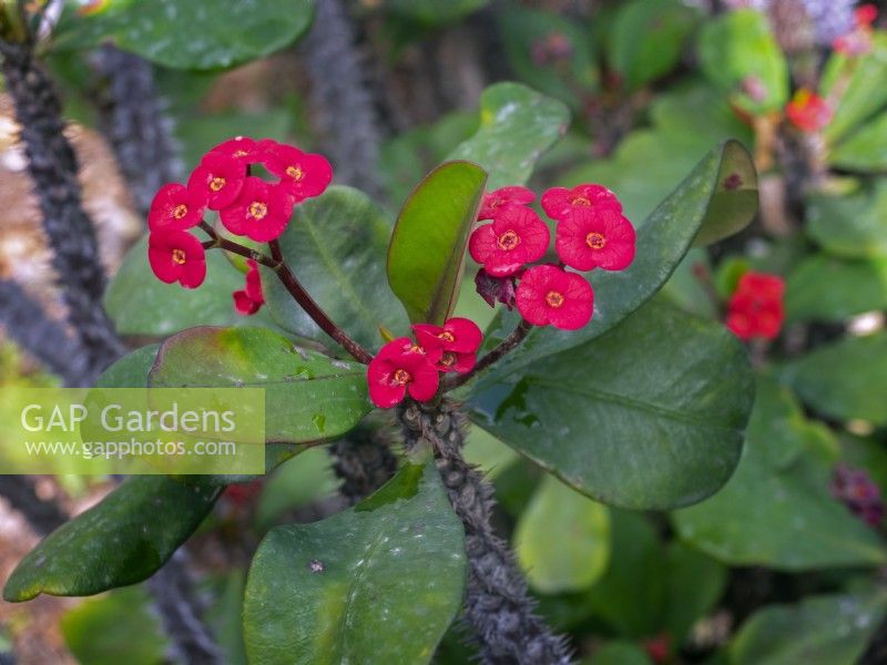 Euphorbia milii - Crown of Thorns  Late February Canary Islands