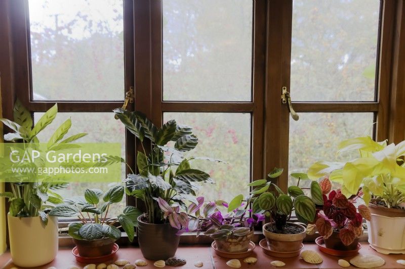 North facing windowsill in winter with Philodendron, Calathea, Peperomia and Tradescantia houseplants