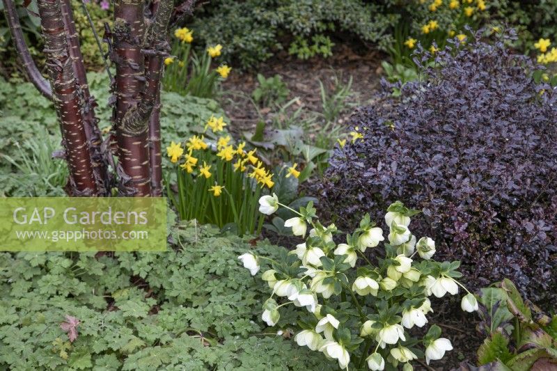 Mixed border of spring flowers and Prunus serrula bark at Winterbourne Botanical Gardens - March 