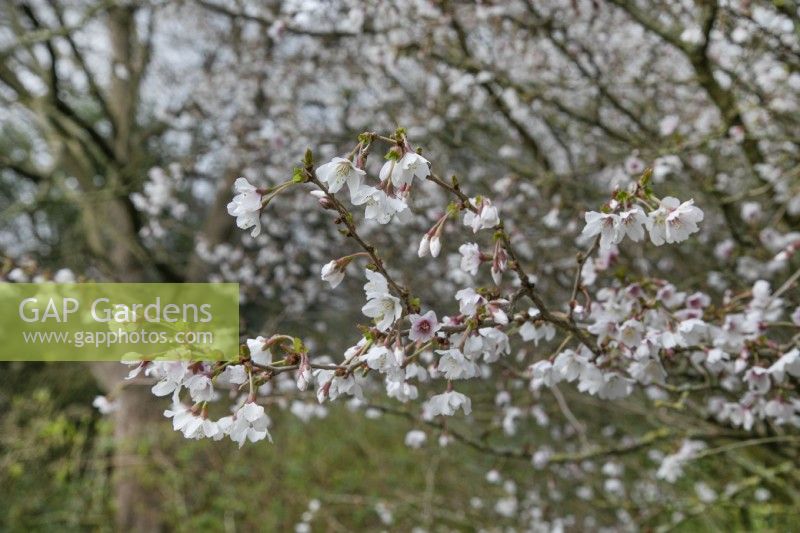 Prunus 'Kojo-no-mai' - March
