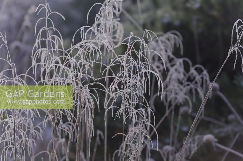 Deschampsia - frosted grass panicles in winter