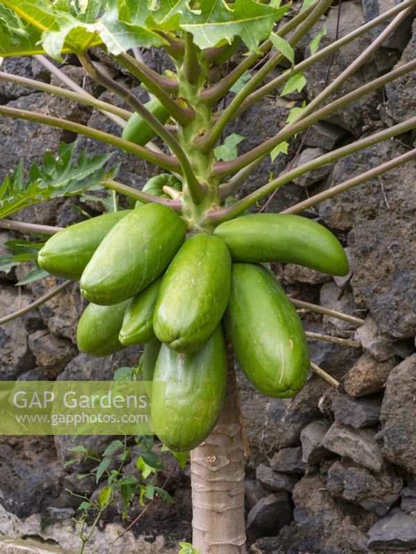 Carica papaya fruits Canary Islands