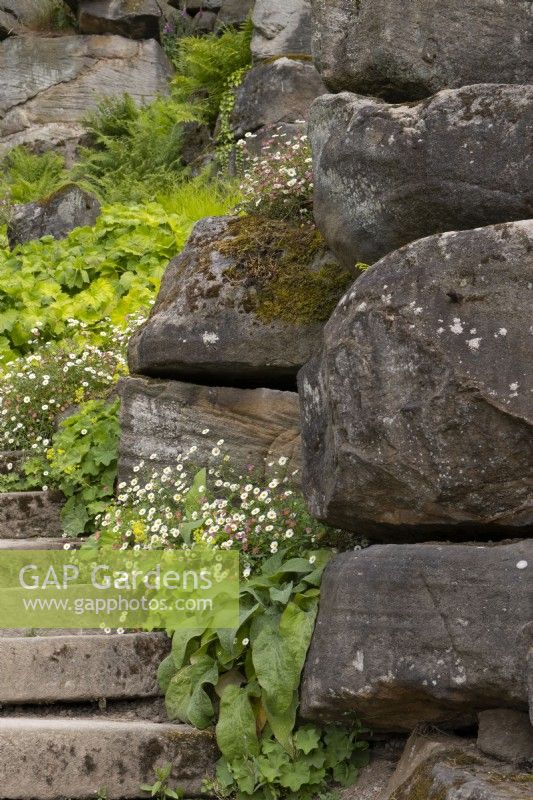 Erigeron karvinskianus - Mexican fleabane growing next to rock formations in Paxton's Rock Garden, at Chatsworth House and Garden.