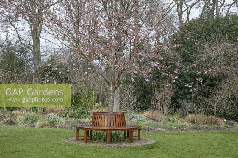 Wooden tree seat around Prunus 'Accolade' at Winterbourne Botanical Gardens, March