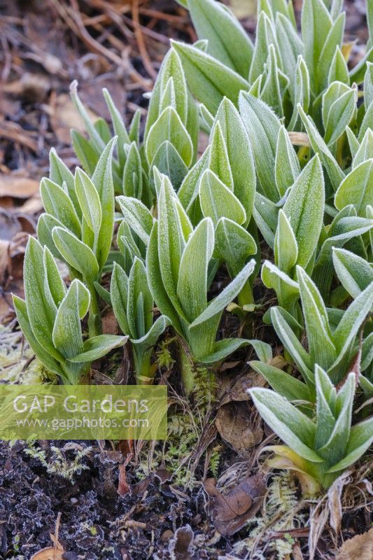 Hemerocallis, Daylily bulbs in frosty ground, early spring