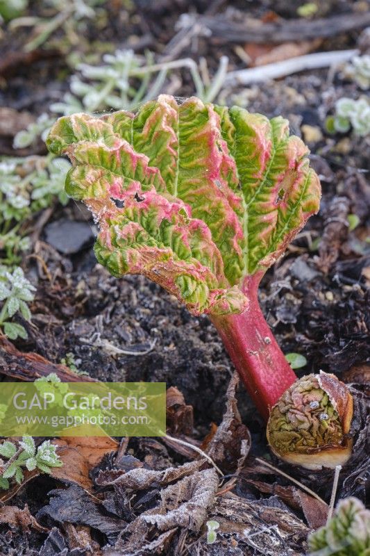 Young rhubarb shoots in early spring