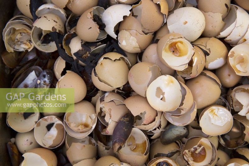 Homemade fertiliser made from baked egg shells, mussel shells and banana skins