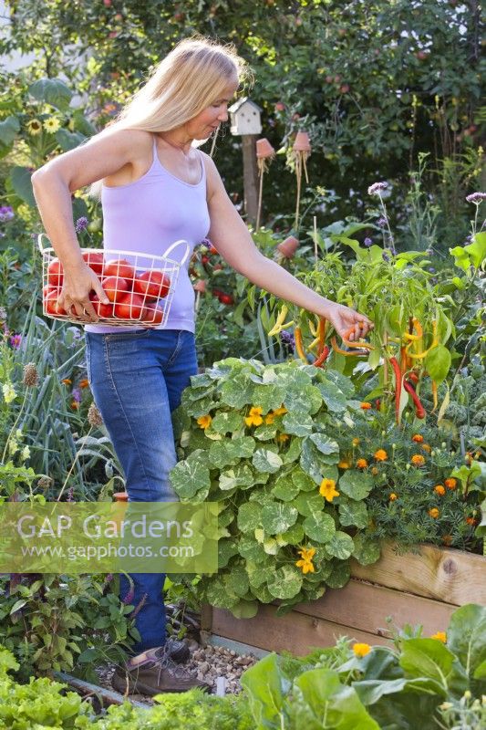 Woman harvesting peppers from raised bed.