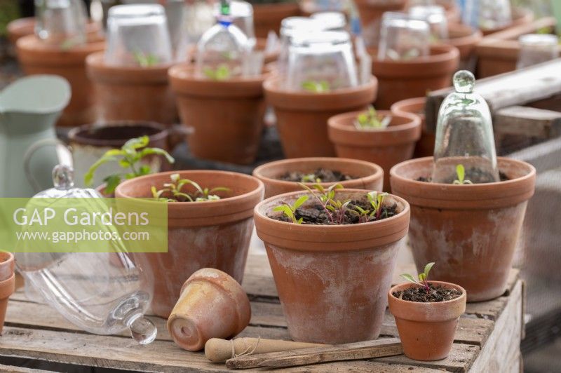 Chard, turnip, Beta vulgaris seedlings in terracotta pots