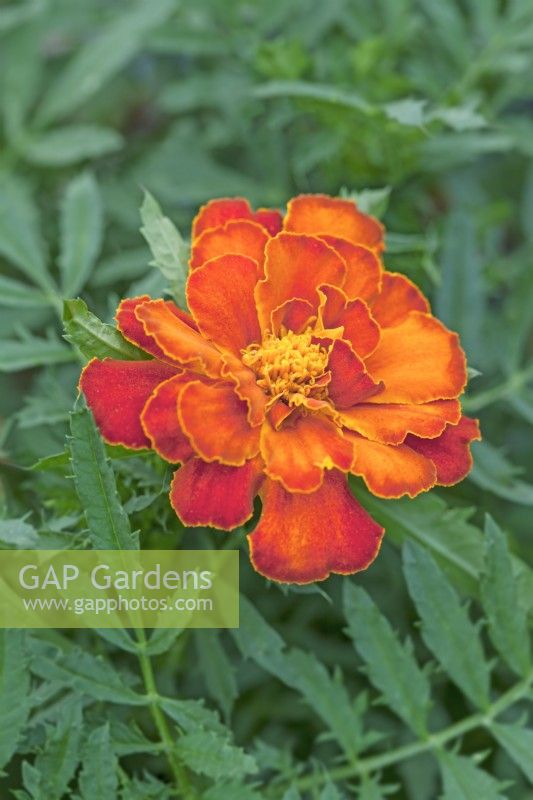 Tagetes patula 'Safari Red'  - Marigold - July 