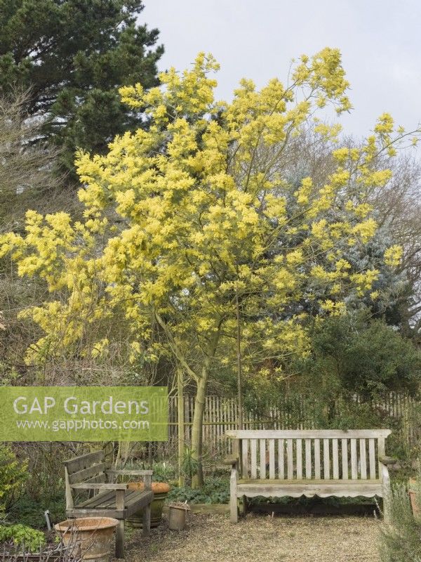 Acacia dealbata - Mimosa at East Ruston Old Vicarage Gardens Norfolk