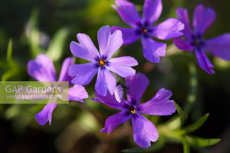 Phlox subulata 'Purple Beauty' 