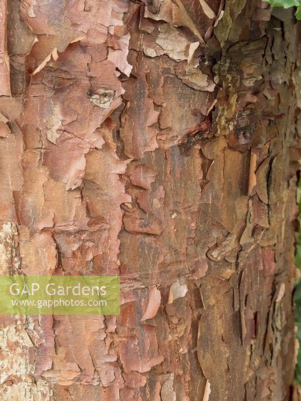Acer griseum - paperbark maple trunk