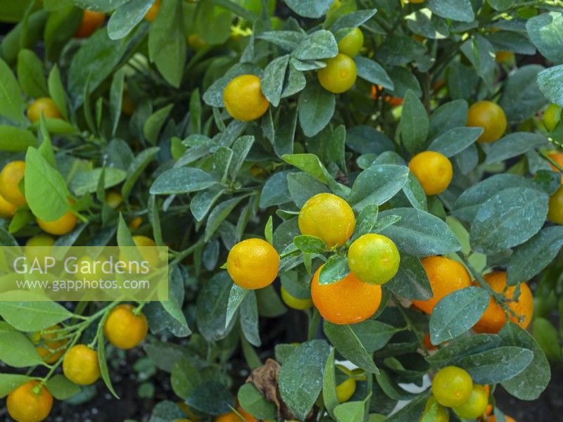 Citrus calamondin - Citrofortunella microcarpa 