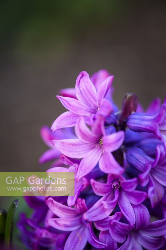 Hyacinthus orientalis 'Purple Pride'