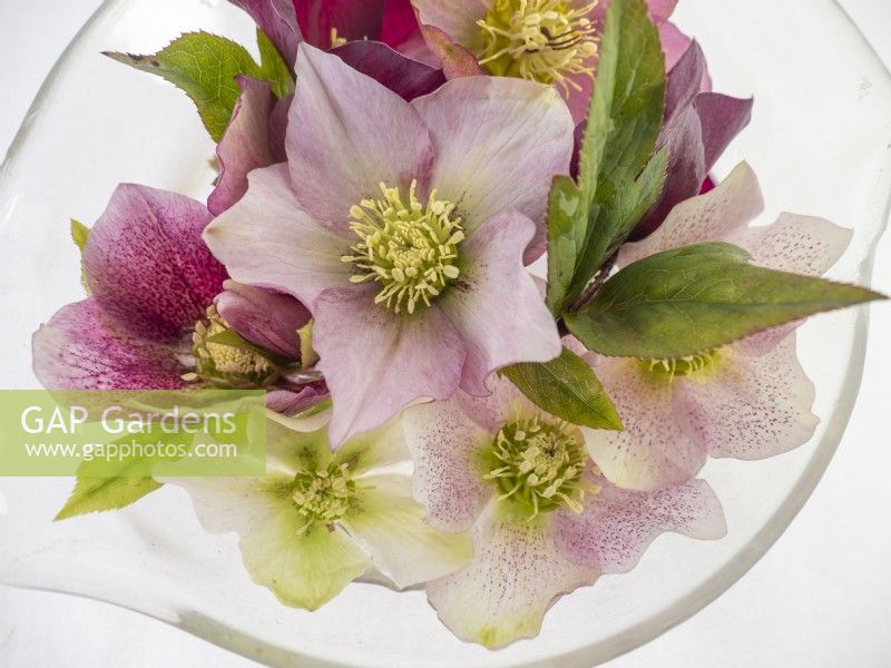 Floating hellebore flowers in glass bowl to show off flower centres