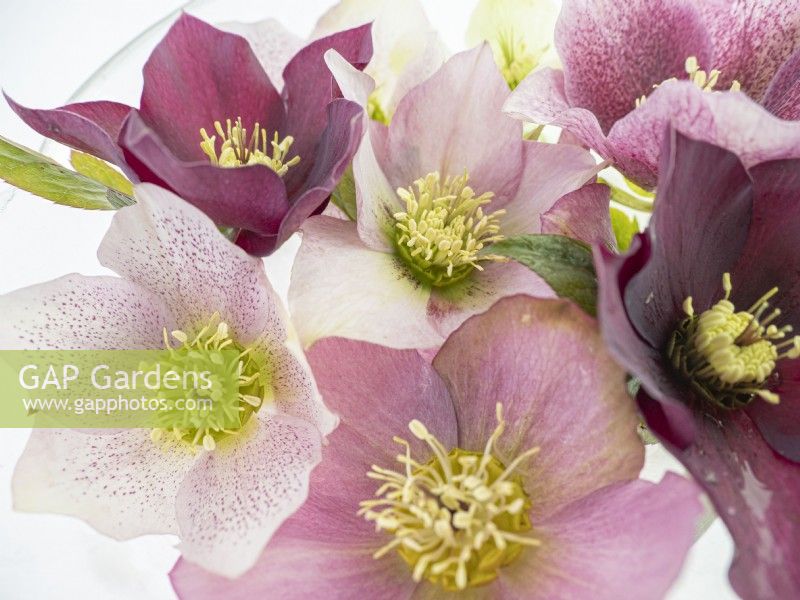 Floating hellebore flowers in glass bowl to show off flower centres