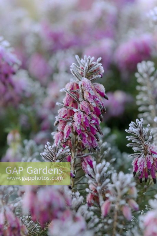 Erica carnea 'Nathalie'  - Winter flowering heather with hoar frost