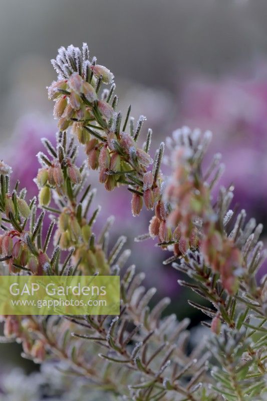 Erica carnea 'Late Pink'  - Winter flowering heather with hoar frost