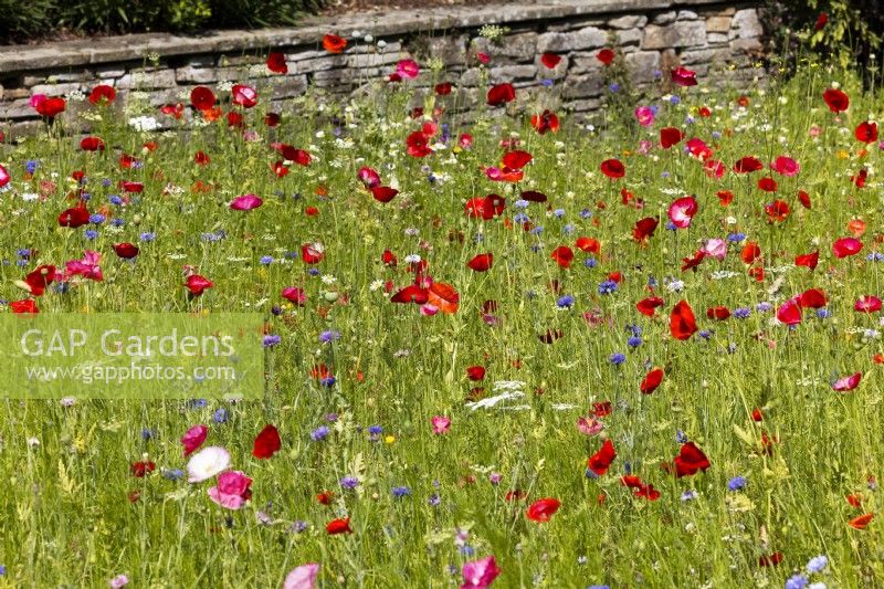 Flower meadow with Papaver and Centaurea sp, summer July